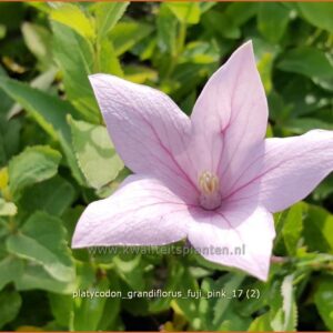 Platycodon grandiflorus 'Fuji Pink'