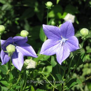 Platycodon grandiflorus 'Mariesii'