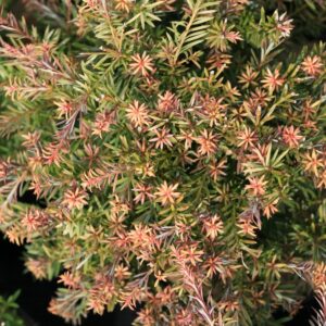 Podocarpus 'Country Park Fire'