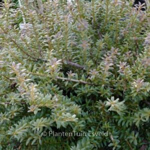 Podocarpus 'Havering'