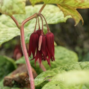 Podophyllum 'Spotty Dotty'