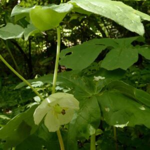 Podophyllum peltatum