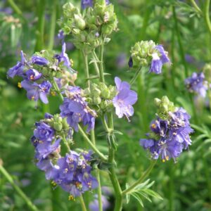 Polemonium caeruleum