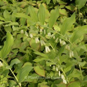 Polygonatum biflorum