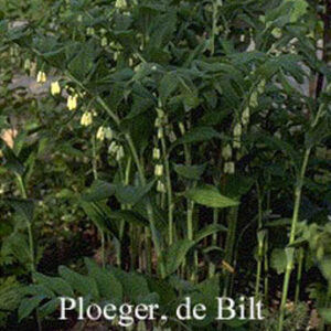 Polygonatum hybridum 'Weihenstephan'