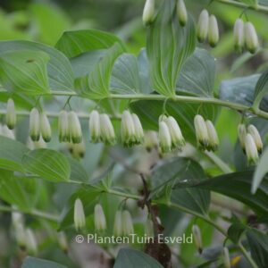 Polygonatum multiflorum