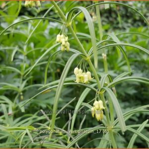 Polygonatum verticillatum