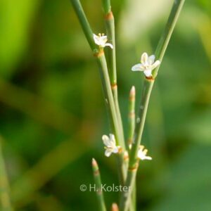 Polygonum scoparium