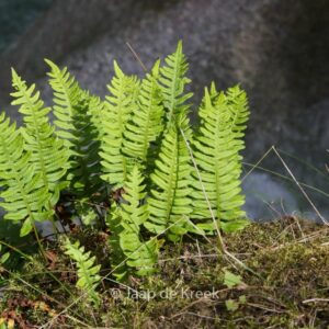 Polypodium vulgare
