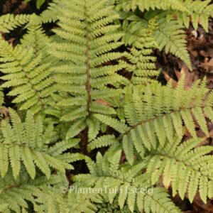 Polystichum polyblepharum