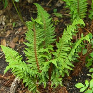 Polystichum setiferum 'Congestum'