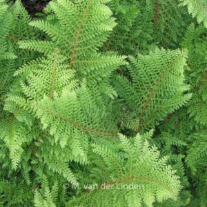 Polystichum setiferum 'Herrenhausen'