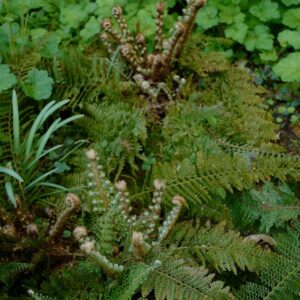 Polystichum setiferum 'Plumoso-densum'
