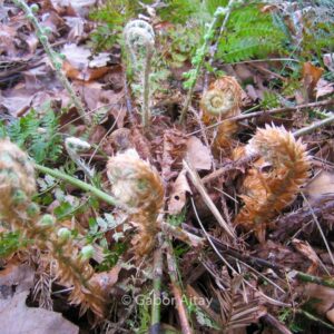 Polystichum tsus-simense