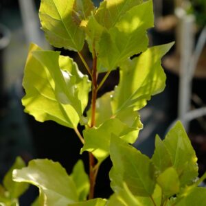 Populus nigra 'Lombardy Gold'