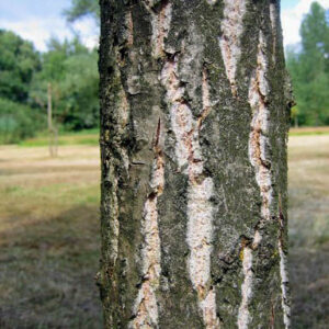 Populus nigra 'Vereecken'