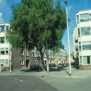 Populus simonii 'Fastigiata'