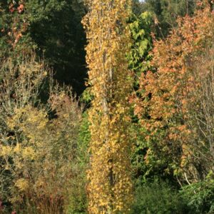Populus tremula 'Erecta'