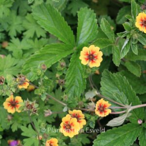 Potentilla 'Esta Ann'