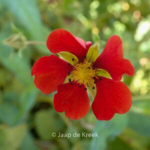 Potentilla 'Flamenco'