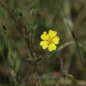 Potentilla argentea