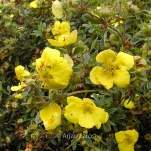 Potentilla fruticosa 'Goldstar'