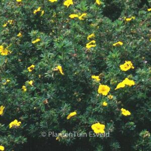 Potentilla fruticosa 'Goldteppich'