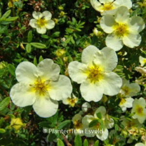 Potentilla fruticosa 'Limelight'