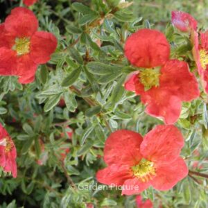 Potentilla fruticosa 'Marrobin' (MARIAN RED ROBIN)