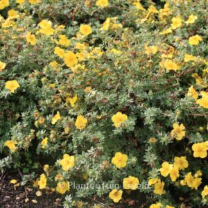 Potentilla fruticosa 'Medicine Wheel Mountain'