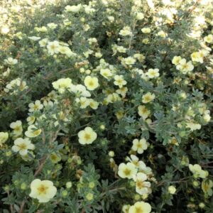 Potentilla fruticosa 'Primrose Beauty'