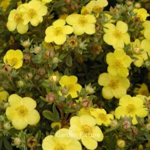 Potentilla fruticosa 'Sommerflor'