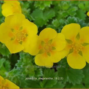 Potentilla megalantha