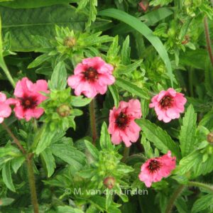 Potentilla nepalensis 'Miss Willmott'
