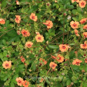 Potentilla tonguei