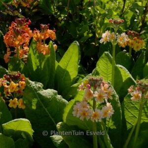 Primula bulleesiana