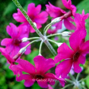 Primula denticulata 'Cashemeriana'