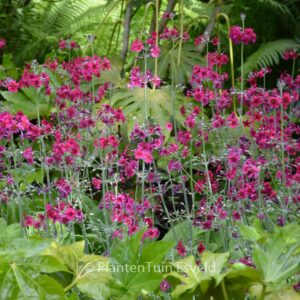 Primula pulverulenta