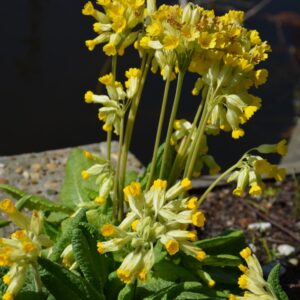 Primula veris
