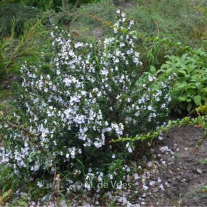 Prostanthera 'Badja Peak'