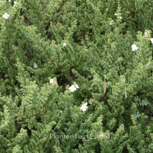 Prostanthera cuneata