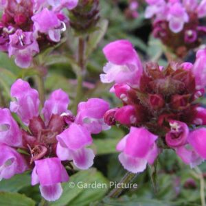 Prunella grandiflora