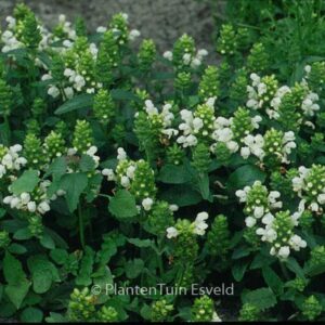 Prunella grandiflora 'Alba'