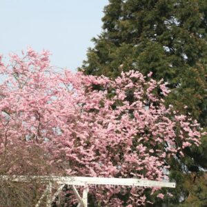 Prunus 'Accolade'