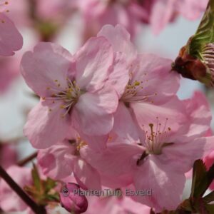 Prunus 'Jacqueline'