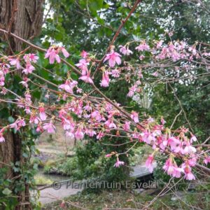 Prunus 'Okame'