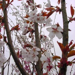 Prunus 'Spire'