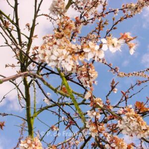 Prunus 'Trailblazer'