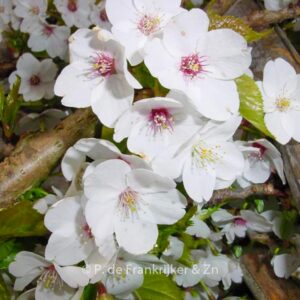 Prunus 'Umineko'