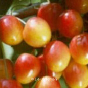 Prunus avium 'Bigarreau Napoleon'